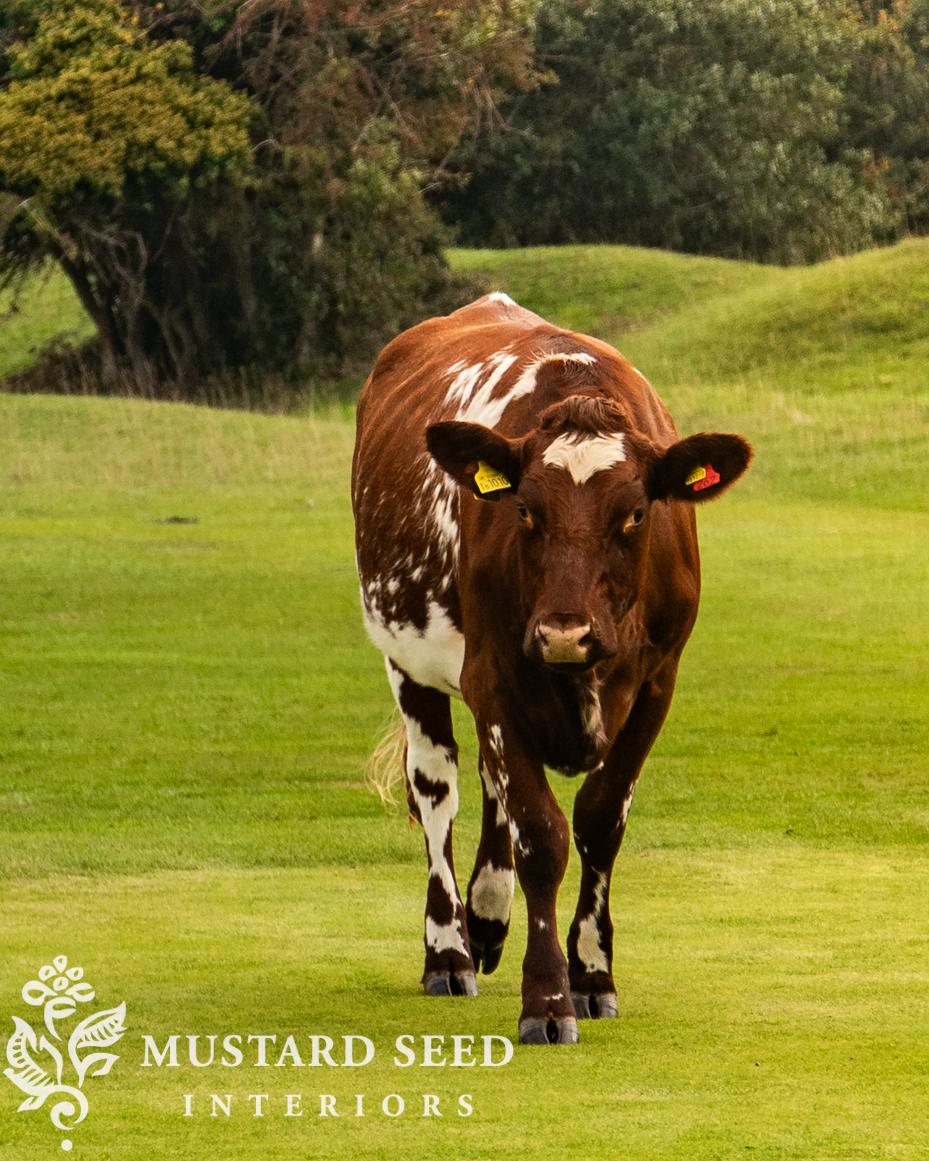 Minchinhampton Commons | miss mustard seed