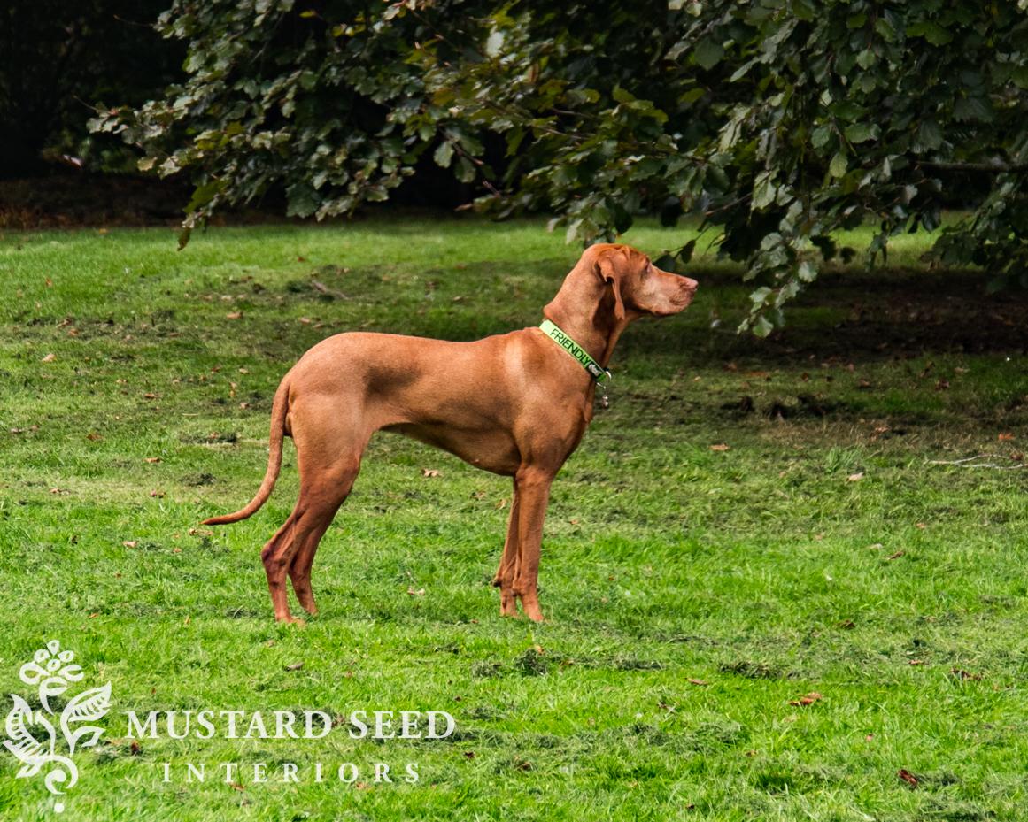 Chawton, Hampshire | miss mustard seed