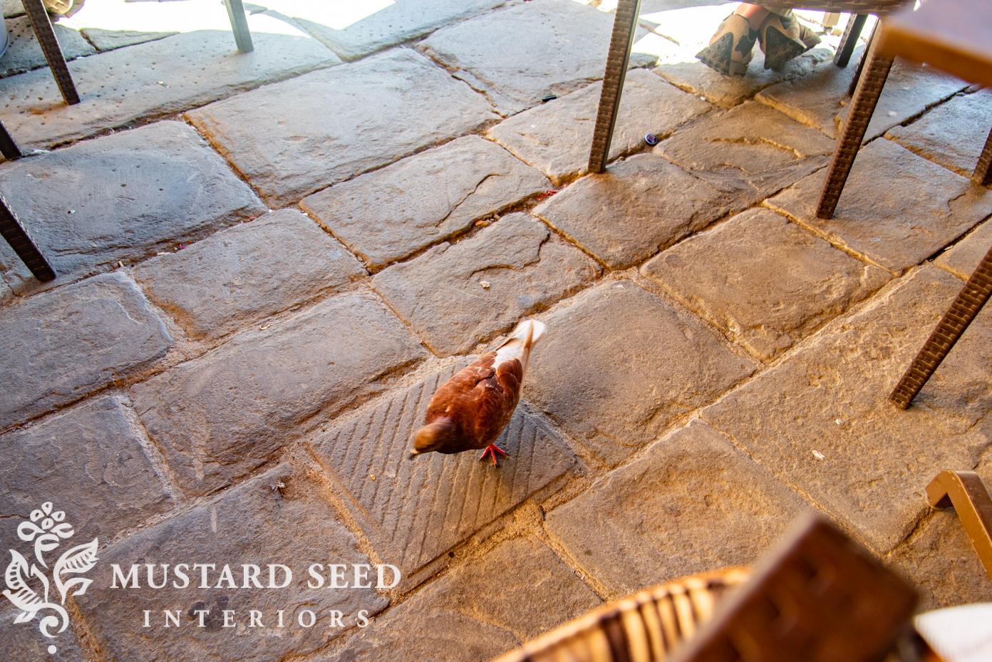 siena, italy | miss mustard seed