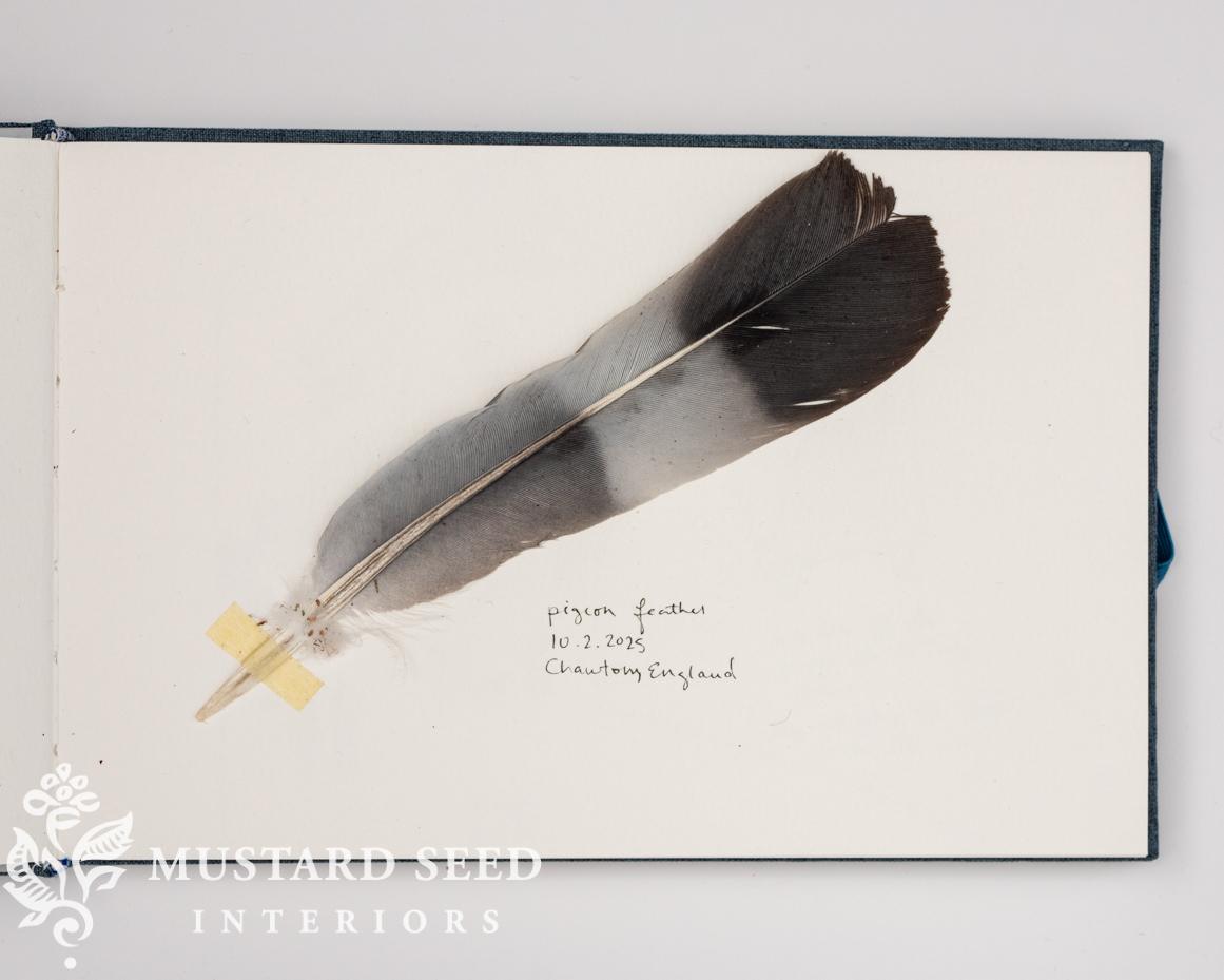 english pigeon feather | miss mustard seed