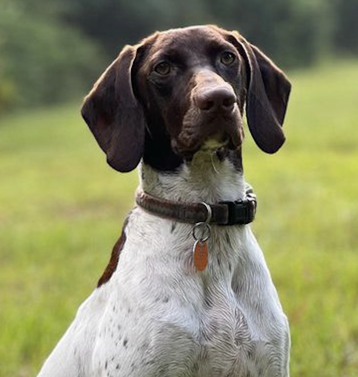 bird dog inspiration photo | miss mustard seed