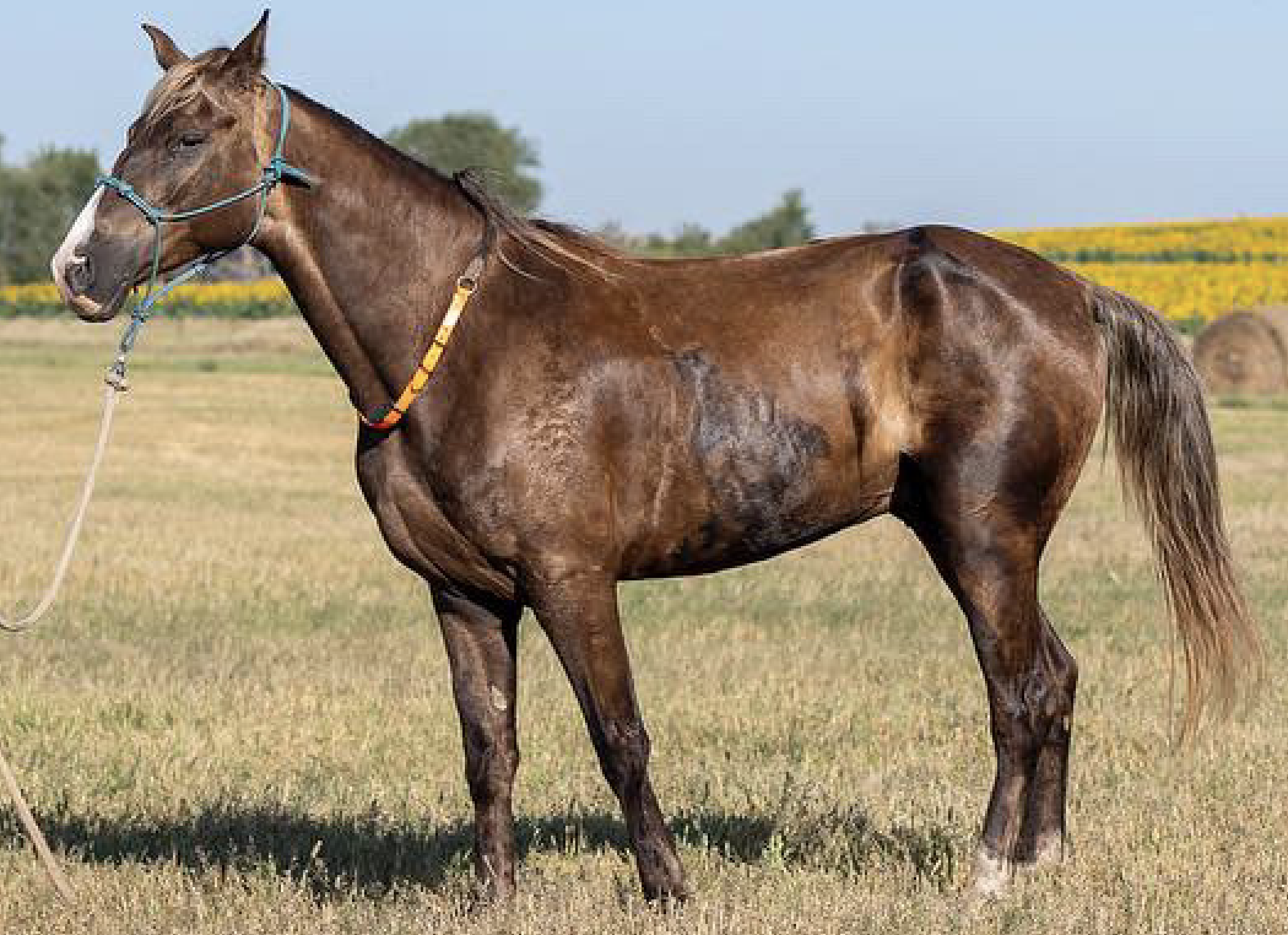 horse | miss mustard seed