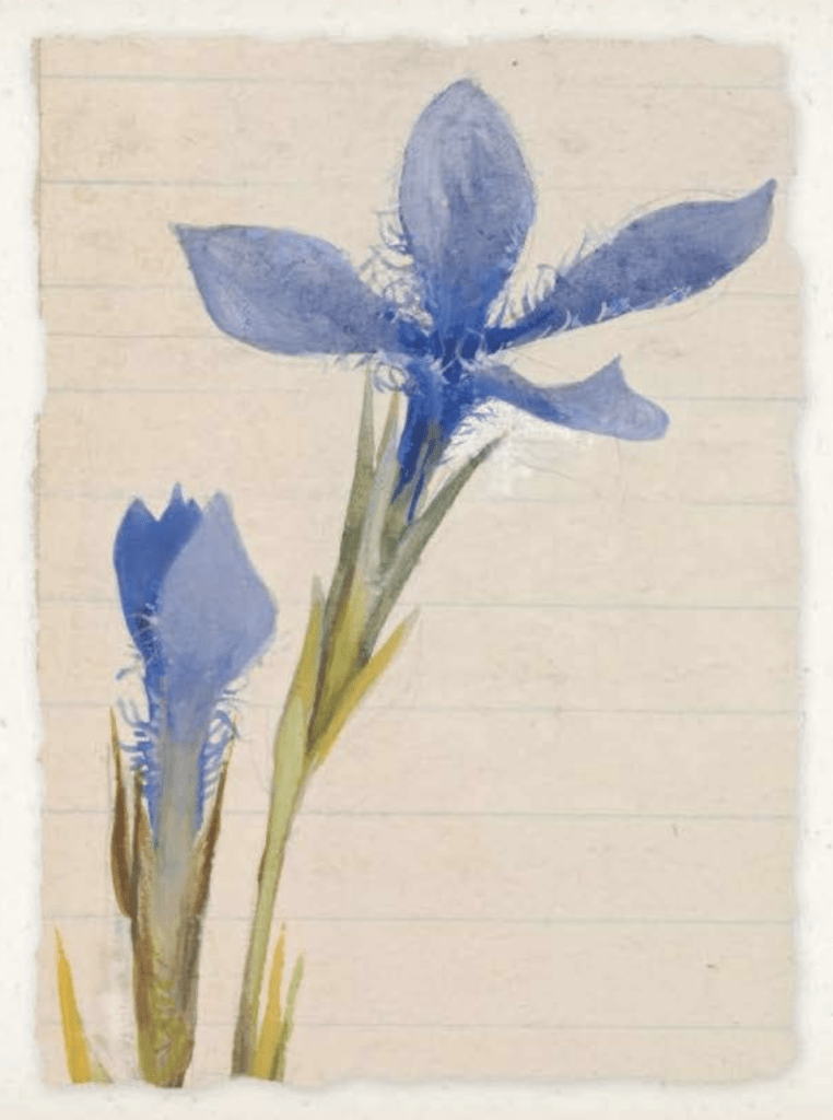 Lilias Trotter Autumn Crocus
