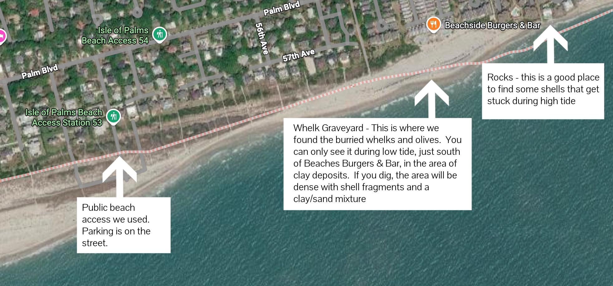 shelling at isle of palms | miss mustard seed