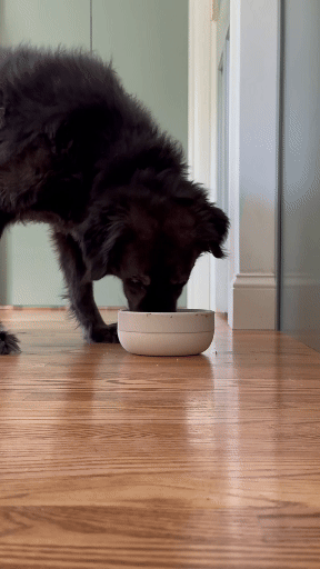 Every last bite of Ollie | miss mustard seed
