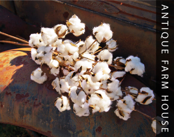 cotton-stems