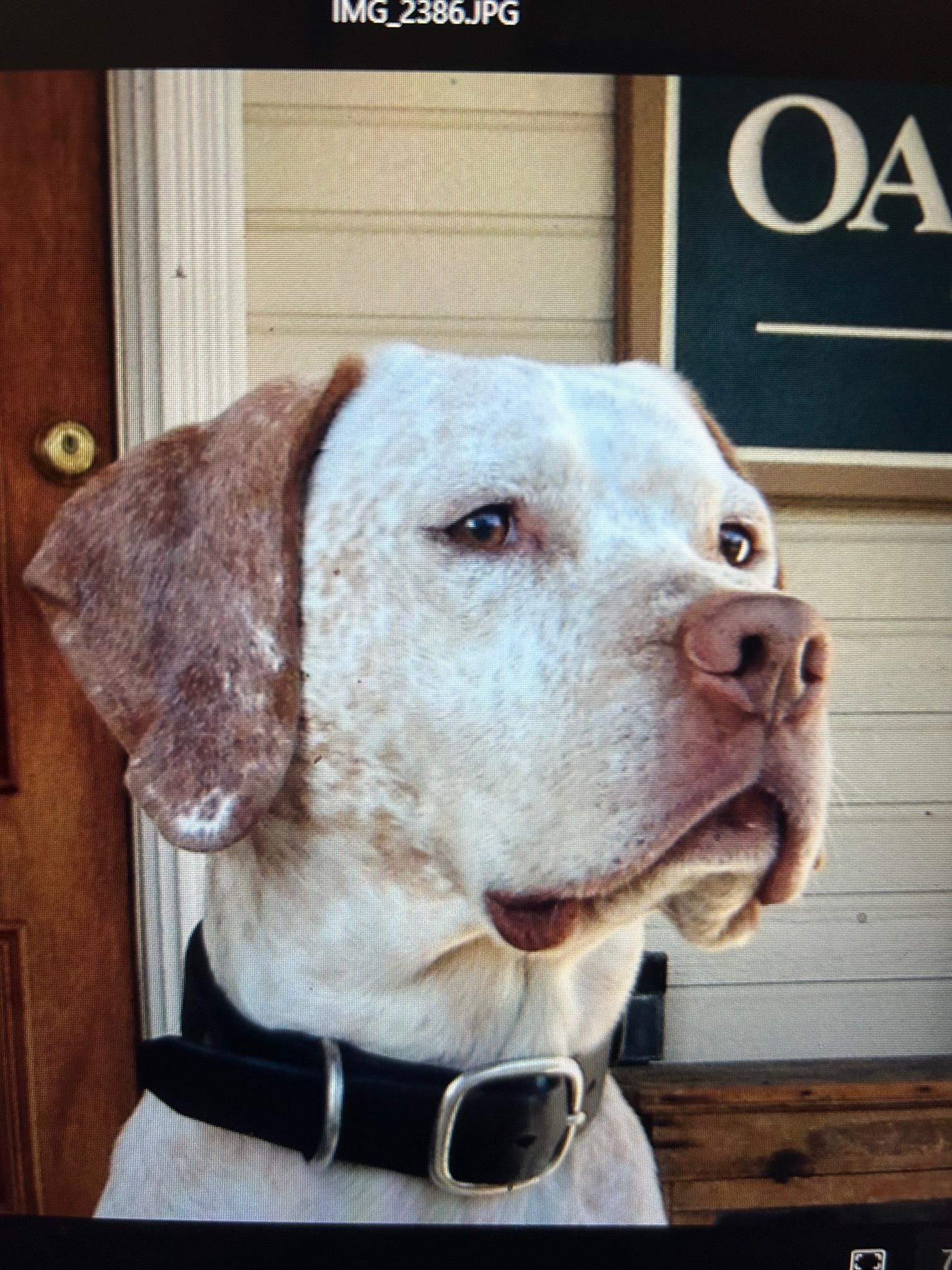 tips for taking good pet photos for a pet portrait | miss mustard seed | marian parsons fine art 