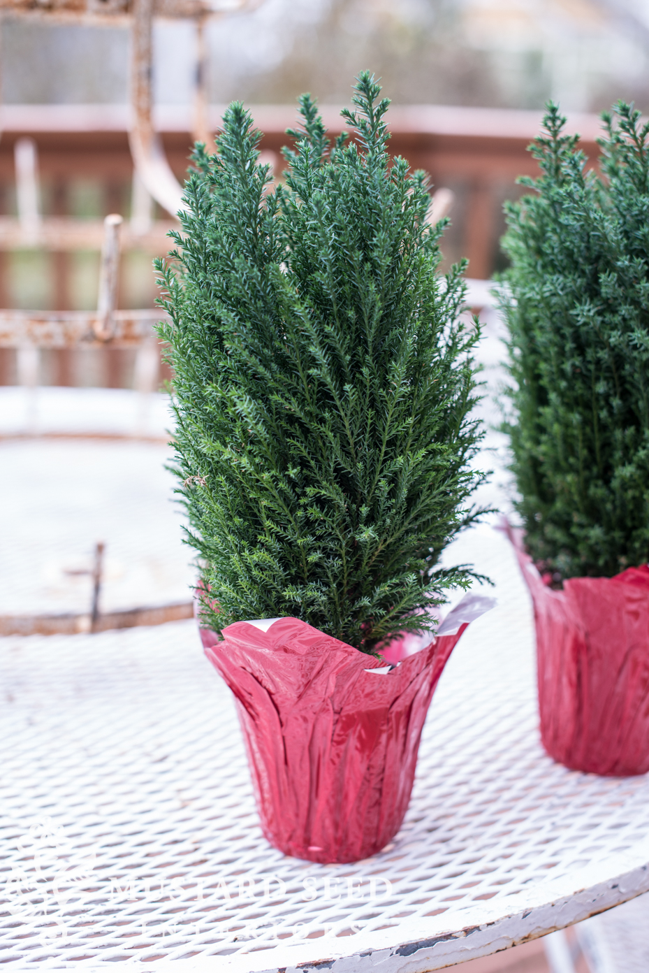 Decorating with live evergreens | Cypress Plants | missmustardseed.com