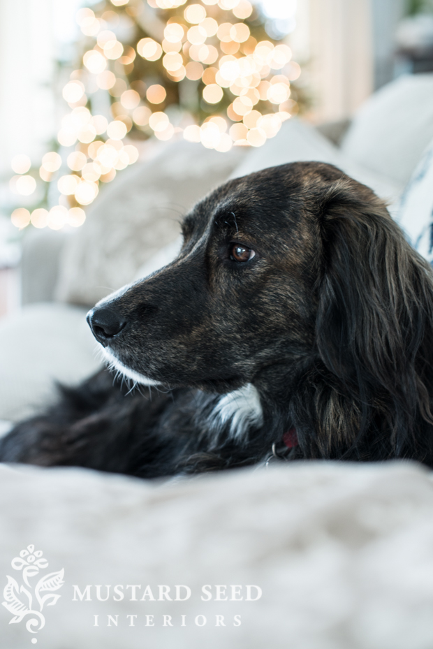 family dog | dog treat stocking stuffer | missmustardseed.com
