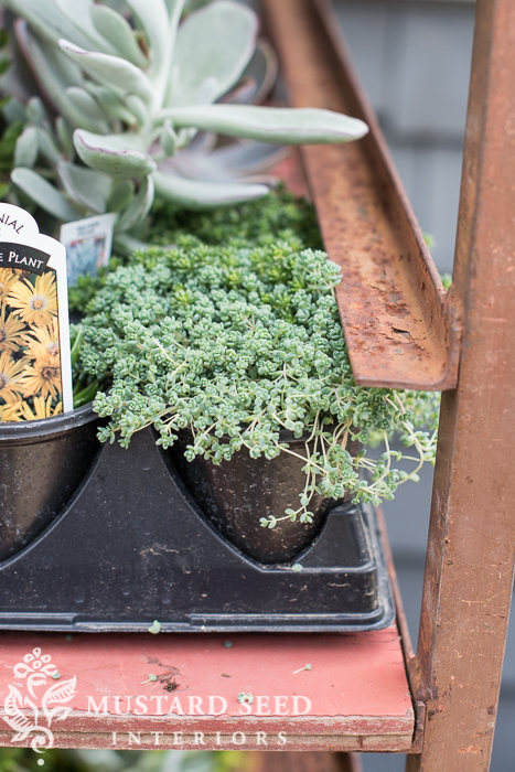 Plant Aesthetic | Plant Decor | missmustardseed.com