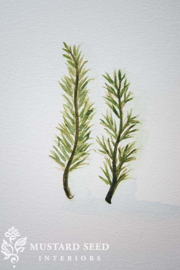 watercolor herbs | miss mustard seed